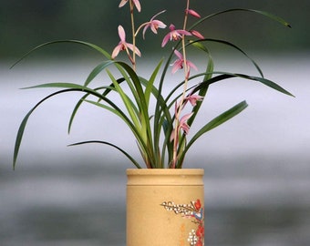 Pre-sale Cymbidium Orchid Ensifolium 市长红 Fragrant Flowers Easy to Grow, NOT in Bud/Bloom-Mayor Red - 国兰 建兰