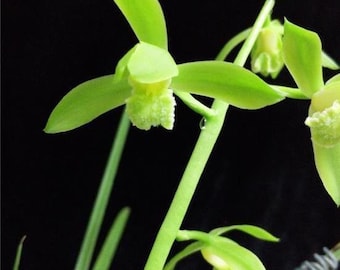 Noble Orchid Cymbidium 金岙素 Faberi 'Jin Ao Su' Bare Foot and Shipped Without Flower- 蕙兰