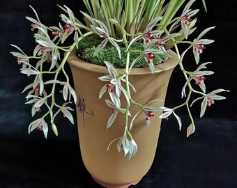 Live Orchid Color Plant 九天仙女 Flowers for Window, Yard, Garden-Stunning Beauties-Shipped With Buds-建兰 垂兰