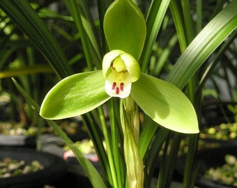 Live Orchid Plant Goeringii 龙字 Live Cymbidium -Dragon Word-Bare Foot without buds  国兰  春兰  Longzi