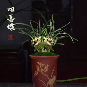 Live  Orchid  四喜蝶 Goeringii Fragrant Cymbidium Flowers Easy to Grow, without Buds/Bloom-Four Joy Butterfly - 矮种春兰