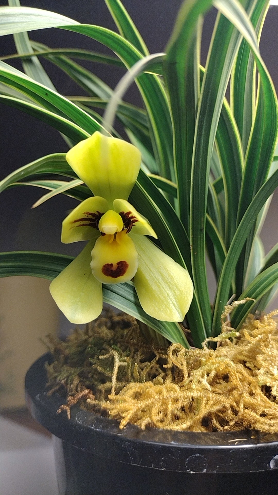 Live Cymbidium Golden Fugui 金富贵 Goeringii Orchids Perfect for ...