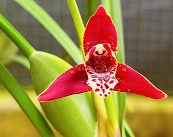 Maxillaria tenuifolia, the Coconut Orchid, blooming size, fragrant flowers-Shipped Without Buds-咖啡兰 椰子兰