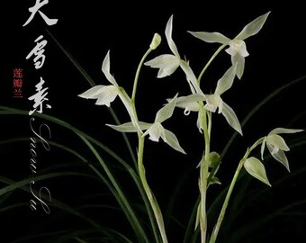 Live Cymbidium tortisepalum 大雪素 Snow Su Orchids Perfect for Windowsills or Indoors-Shipped Without Flowers-DaXueSu 莲瓣兰