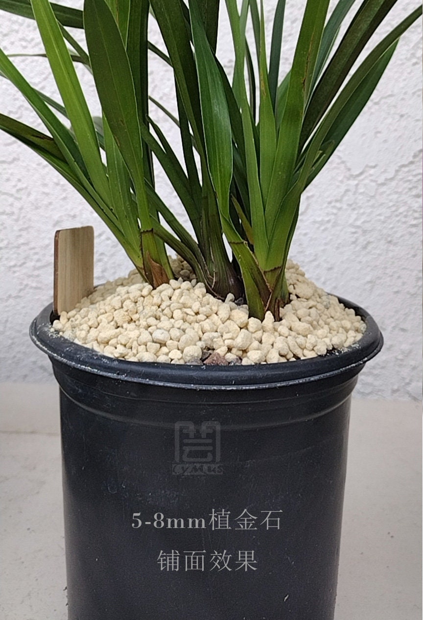 Amazon.com : QAUZUY GARDEN 60 Giant King Protea Seeds