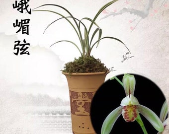Live Cymbidium Ensifolium 峨眉玄 Orchids Perfect for Windowsills or Indoors-Shipped Without Flowers-EMeiXian 建兰