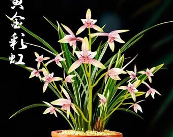 Live Cymbidium Ensifolium 黄金彩虹 Orchids Perfect for Windowsills or Indoors-Shipped Without Flowers-Golden Rainbow 建兰