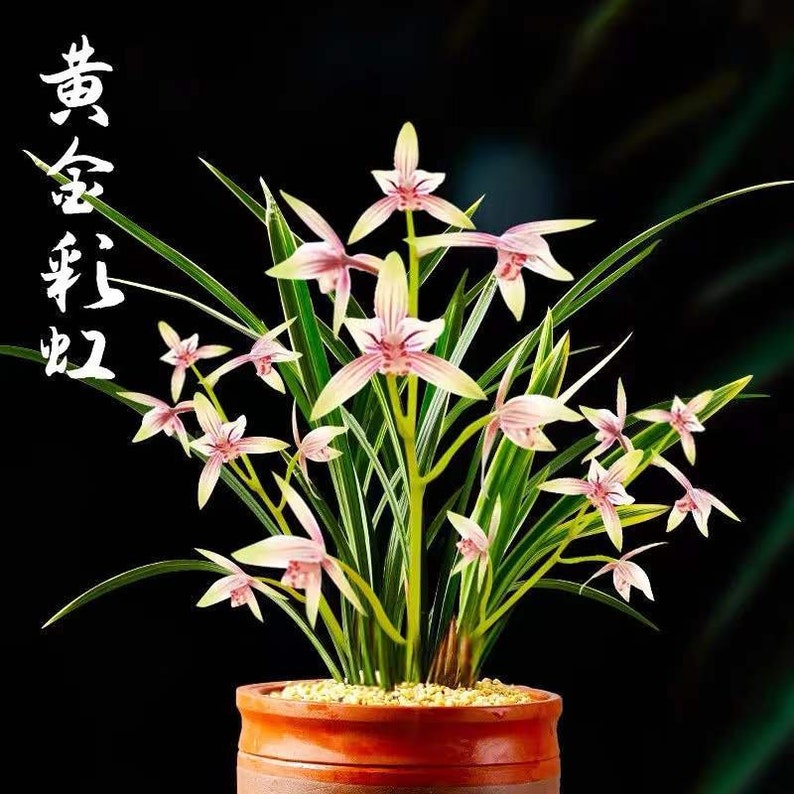 Live Cymbidium Ensifolium 黄金彩虹 Orchids Perfect for Windowsills or Indoors-Shipped Without Flowers-Golden Rainbow 建兰 image 1