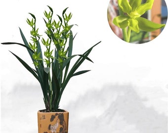 Noble Orchid Plant Live Cymbidium Sinense-LvYun-Bare Foot and Shipped Without Flower 墨兰 綠雲