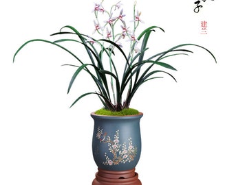 Live Orchid Plant 白娘子 Cymbidium Ensifolium-white snake-Bare Foot and Shipped  建兰