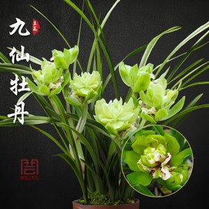 Live Orchids 九仙牡丹 Fragrant Cymbidium  Nine Immortals  Peony Without Flowers-春剑