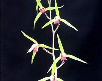 Live Cymbidium 寒兰 雪中红 Orchid  Flowers Easy to Grow, House Plants-KanRan Red in Snow without flowers- 国兰