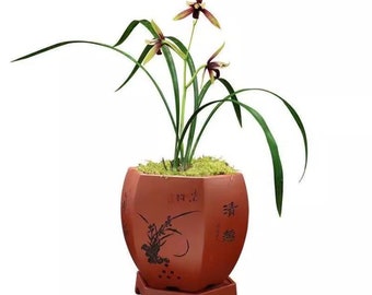 Live Cymbidium Orchid  赤城 Flowers Easy to Grow, House Plants-ChiCheng - 建兰
