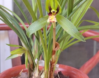 Live Orchid Plants 春兰普草-Easy Care Orchids Air Purifying Live Houseplant Chinese  cymbidium goeringii 春兰