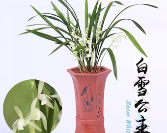 Cymbidium Orchid Ensifolium 白雪公主 Fragrant Flowers Easy to Grow, NOT in Bud/Bloom-Snow White - 国兰 建兰