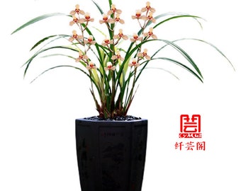 Live Orchid Plants-花仙子 Easy Care Large Flowers Orchids Air Purifying Live Houseplant Cymbidium Flower Fairy- 荷花仙子 建兰