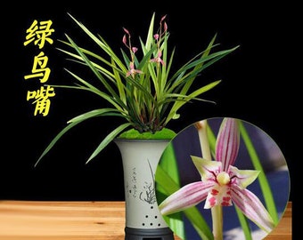 Live Cymbidium Ensifolium 绿鸟嘴 Orchids Perfect for Windowsills or Indoors-Shipped Without Flowers-LvNiaoZui 建兰