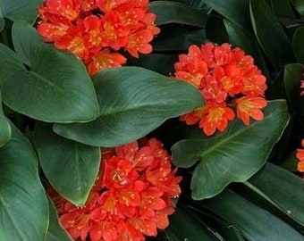 Clivia Red 1 Live Plant 红花君子兰- 6 to 8 leaves - bareroot with buds