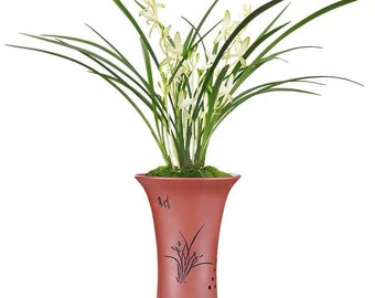 Live Orchid Plants-国色天香 Ensifolium Easy Care Large Flowers Orchids Air Purifying Houseplant Cymbidium -  GuoSeTianXiang 国兰