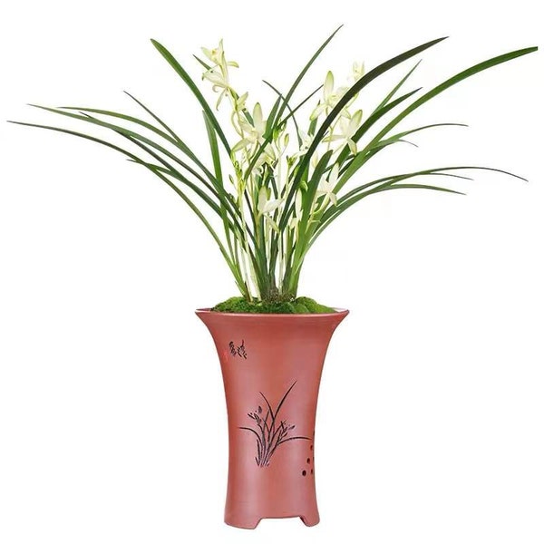 Live Orchid Plants-国色天香 Ensifolium Easy Care Large Flowers Orchids Air Purifying Houseplant Cymbidium -  GuoSeTianXiang 国兰