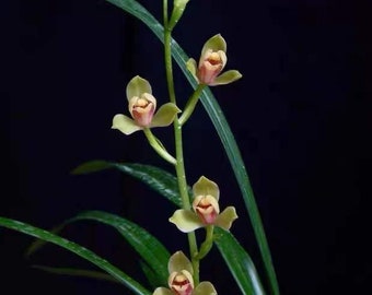 Pre-sale Noble Orchid Live Cymbidium Ensifolium 'Xia Huang Mei'  夏皇梅 Bare Foot and Shipped Without Flower 建兰