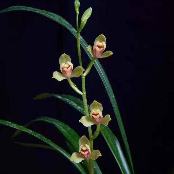 Pre-sale Noble Orchid Live Cymbidium Ensifolium 'Xia Huang Mei'  夏皇梅 Bare Foot and Shipped Without Flower 建兰