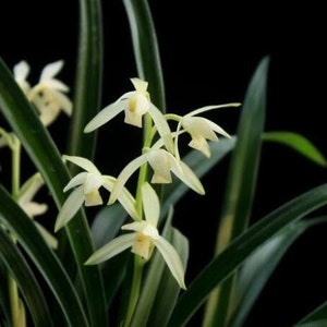 Live Orchids 青山玉泉 Cymbidium Ensifolium Perfect for Windowsills or Indoors-Shipped Without Flowers-建兰 image 3