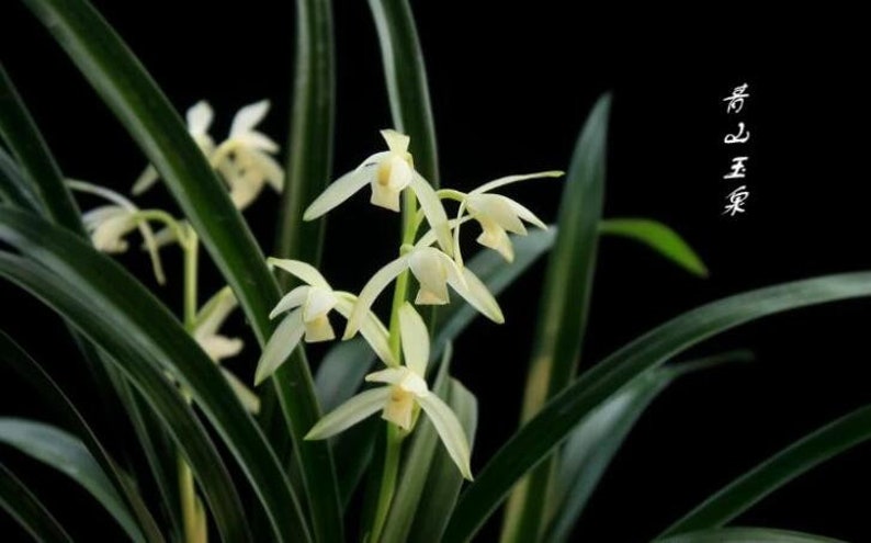 Live Orchids 青山玉泉 Cymbidium Ensifolium Perfect for Windowsills or Indoors-Shipped Without Flowers-建兰 image 3