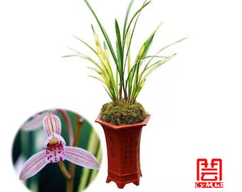 Live Orchid Plants 八宝奇珍 Easy Care  Large Flowers Orchids Air Purifying Live Houseplant Cymbidium ensifolium BaBaoQiZhen-建兰