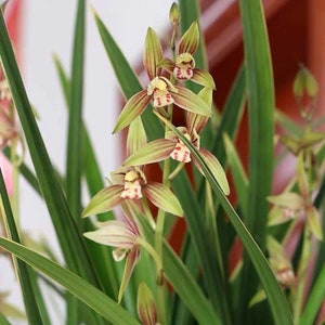 Live Cymbidium Ensifolium 黄金彩虹 Orchids Perfect for Windowsills or Indoors-Shipped Without Flowers-Golden Rainbow 建兰 image 3