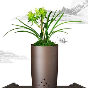 Live Cymbidium Goeringii 花开富贵 Orchids Perfect for Windowsills or Indoors-with buds 春兰