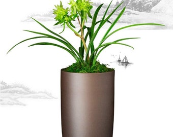 Live Cymbidium Goeringii 花开富贵 Orchids Perfect for Windowsills or Indoors-with buds 春兰