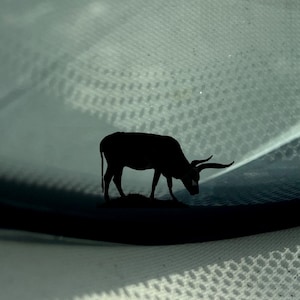Piccola decalcomania Texas Longhorn - Mostra il tuo orgoglio di stato stella solitaria con un tocco di fascino occidentale - bovini - fattoria - decalcomanie uovo di Pasqua