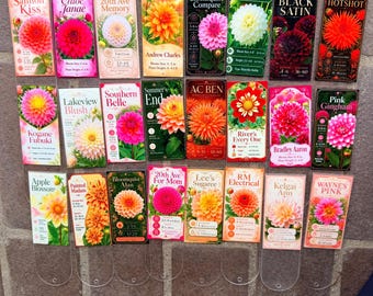 Dahlie Blumen Tags