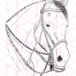 Horse Coloring Page Bridle Horse Digital Download NEW SIZE