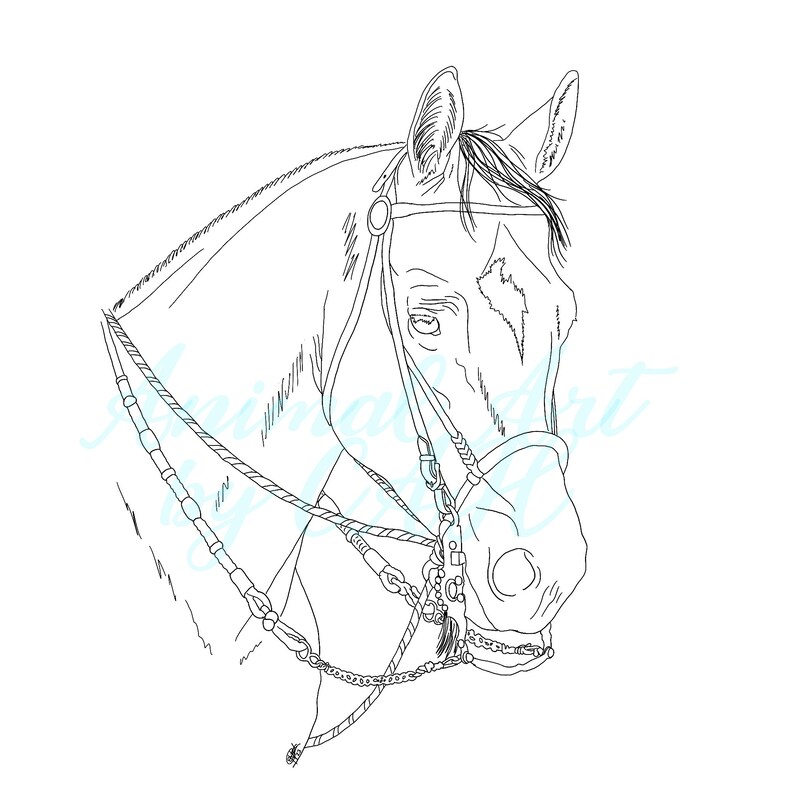 Horse Coloring Page Bridle Horse Digital Download - Etsy