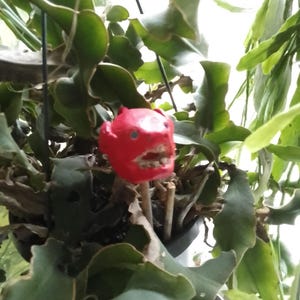 Puede incluir: Una planta en maceta colgante con hojas grandes y verdes. Una pequeña figura decorativa roja con una cara está unida a un palo de madera y colocada en el centro de la planta. La figura tiene ojos azules y una sonrisa dentuda.