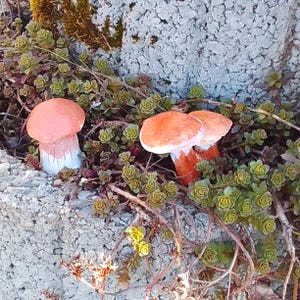 May include: Three orange and white mushrooms growing in a bed of green moss and small plants.
