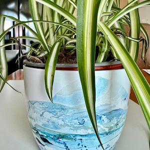 May include: A green and white spider plant in a white ceramic planter with a blue and white abstract design.