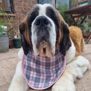 Grey sale st bernard