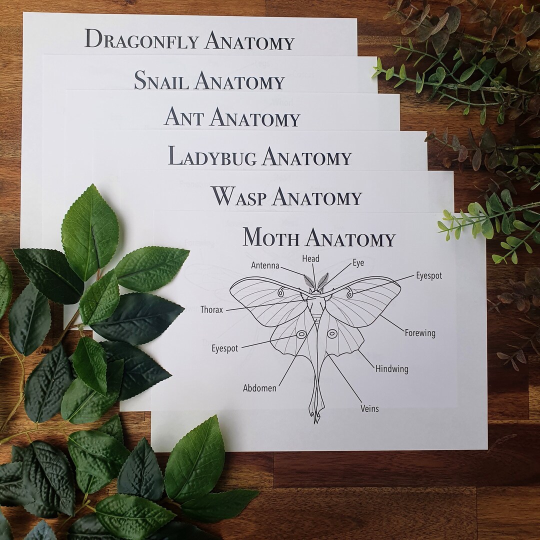 Insect Anatomy Colouring in DIGITAL DOWNLOAD - Etsy