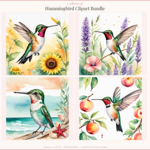 Hummingbird Clipart Bundle, Watercolor Hummingbird PNG, Cute Bird Clipart, Ruby Throated Sublimation, Commercial Use Digital Download