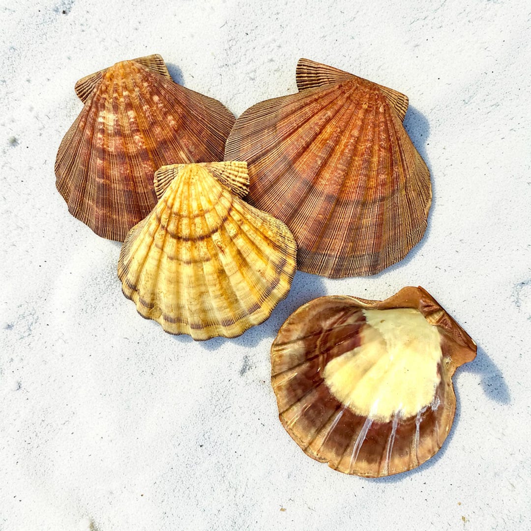 Lion's Paw Shell • 5.25