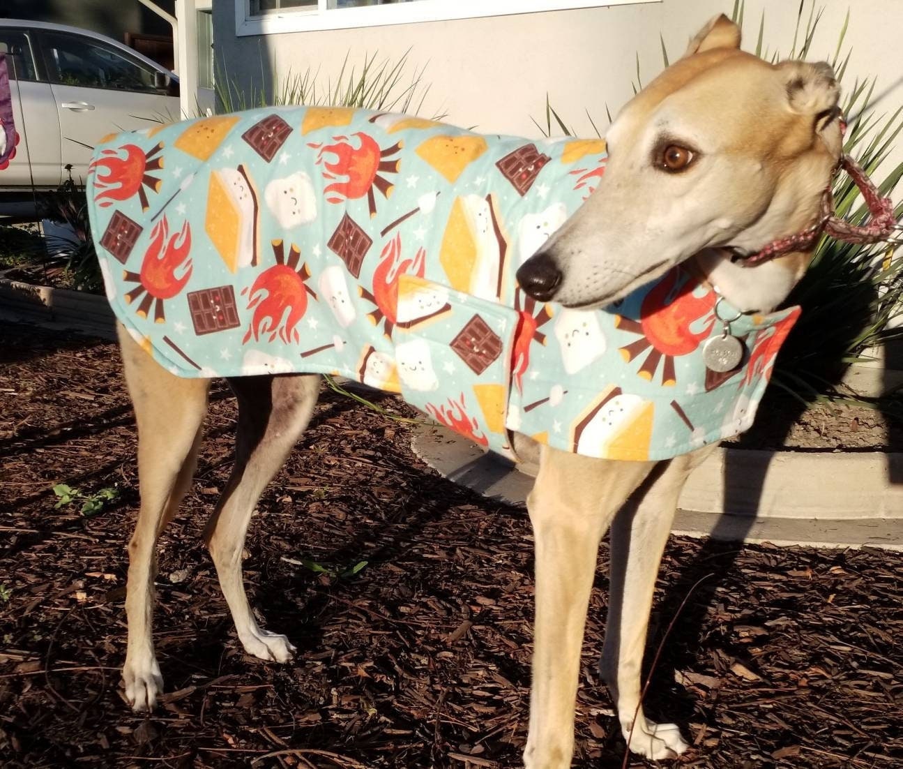 funky greyhound coats