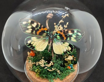 Entomological globe of a butterfly, erasmia pulchella chinensis, insect collection, cabinet of curiosities.