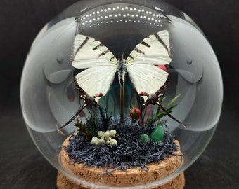 Globe entomologique d'un papillon graphium agetes, aventurine, curiosités, insectes, décoration, diorama