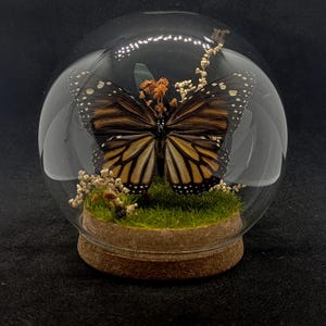 Könnte beinhalten: Ein Monarchfalter-Präparat in einer transparenten Glaskuppel auf einem Korksockel. Der Schmetterling ruht auf einem grünen Moospolster, umgeben von kleinen getrockneten Pflanzenelementen. Die Flügel sind braun, orange und schwarz gefärbt.