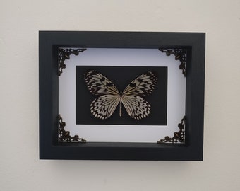 Marco entomológico de una mariposa, Idea leuconoe obscura, marco decorativo, insecto, gabinete de curiosidades, decoración gótica