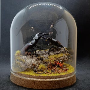 Peut inclure: Un dôme en verre décoratif avec deux coléoptères cerfs-volants bruns foncés sur un morceau de bois, entourés de mousse et de petites plantes. Le dôme a une base en liège et un dessus en verre transparent.