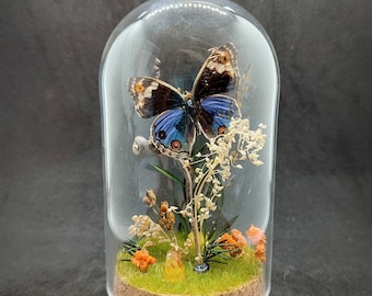 Cloche entomologique d'un papillon, junonia orithya, fleurs naturelles et agates, cloche féerique, décoration, création curiosités.